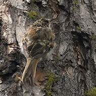 ssp. <i>macrodactyla</i>, agosto