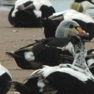 maschio 2cy con edredoni, giugno