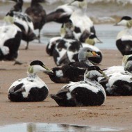 maschio 2cy con edredoni, giugno