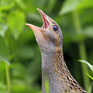 adulto, Lessinia (VR), 4.07.2014