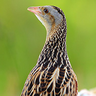 adulto, Lessinia (VR), 6.06.2014