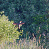 adulto in volo, maggio