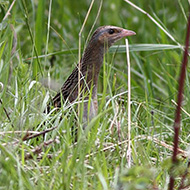 adulto, Col Visentin (BL/TV), 28.05.2012