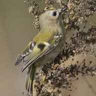 adulto, Sacca Scardovari (RO), 29.10.2016