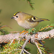 adulto, Lessinia (VR), 16.11.2008