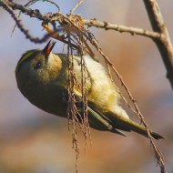 adulto, Lio Piccolo (VE), 16.01.2016