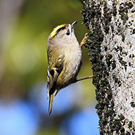 adulto, Povegliano Veronese (VR), 29.12.2018