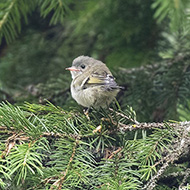 giovane, Altipiano di Asiago (VI), 31.07.2018