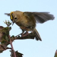 adulto, Valle Vecchia (VE), 13.10.2007