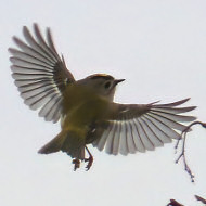 adulto, Mestre (VE), 19.01.2018