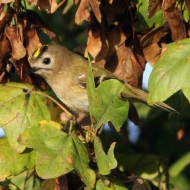 adulto, Mestre (VE), 5.11.2008