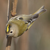 adulto, Sacca Scardovari (RO), 29.10.2016