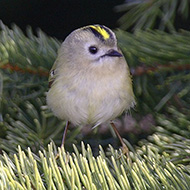 adulto, Lessinia (VR), 17.03.2007