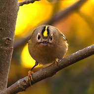 adulto, Lessinia (VR), 31.10.2007
