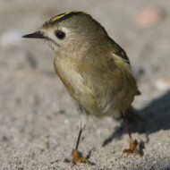 adulto, Sacca Scardovari (RO), 29.10.2016