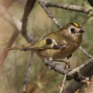 adulto, Laguna del Mort (VE), 25.10.2008