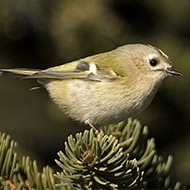 adulto, Lessinia (VR), 17.12.2005