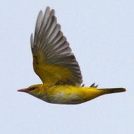 femmina? maschio 2cy?, aprile 2016