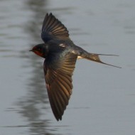 adulto, Mestre (VE), 16.03.2010