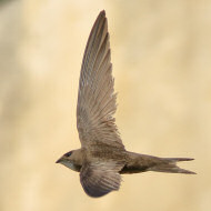 adulto, Venezia, 31.07.2018