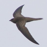 adulto, Venezia, 25.07.2015