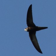 adulto, Venezia, 17.08.2010