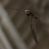 adulto, Venezia, 25.07.2015