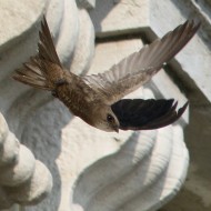 adulto, Venezia, 30.07.2016