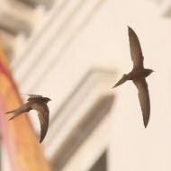 adulti, Venezia, 31.07.2018