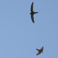 adulto con rondine montana (in basso), agosto