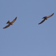 adulti, Venezia, 30.07.2016