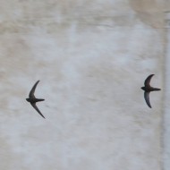 adulti, Venezia, 30.07.2016