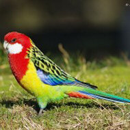 maschio ssp. <i>diemenensis</i>, giugno - <a href=https://commons.wikimedia.org/wiki/File:Platycercus_eximius_diemenensis_male.jpg target=CC><font color=white>[photo credits]</font></a>