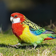 femmina ssp. <i>diemenensis</i>, giugno - <a href=https://commons.wikimedia.org/wiki/File:Platycercus_eximius_diemenensis_female.jpg target=CC><font color=white>[photo credits]</font></a>