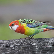 giovane, ottobre - <a href=https://commons.wikimedia.org/wiki/File:Platycercus_eximius_diemenensis_juvenile.jpg target=CC><font color=white>[photo credits]</font></a>