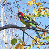 adulto, maggio - <a href=https://commons.wikimedia.org/wiki/File:Platycercus_eximius_-Canberra-8.jpg target=CC><font color=white>[photo credits]</font></a>