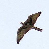 adulto, Grave di Papadopoli (TV), 26.09.2010