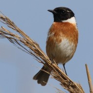 maschio, Delta del Po (RO), 14.03.2015