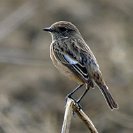 femmina(?) 1cy, (VR), 5.03.2006