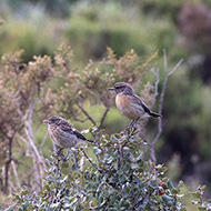 femmina e giovane, aprile