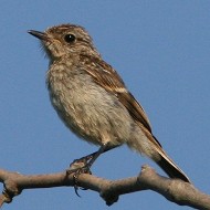 giovane, Venezia, 23.06.2007