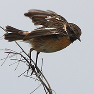 maschio, Boccasette (RO), 1.04.2013