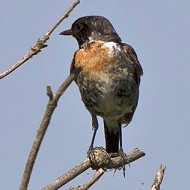 maschio in abito di transizione, agosto