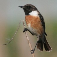 maschio, Mestre (VE), 9.03.2007