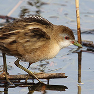 femmina, Peschiera del Garda (VR), 18.03.2017