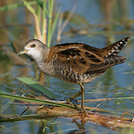 giovane, Oasi Brus� (VR), 31.07.2011