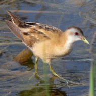 femmina, Valle Vecchia (VE), 23.04.2006