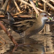 femmina, Peschiera del Garda (VR), 25.03.2017