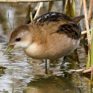 femmina, Vallesina (VE), 1.04.2014