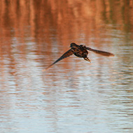 adulto in volo, Mestre (VE), 22.03.2007
